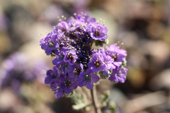 Phacelia crenulata ambigua