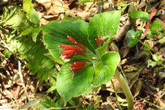 Spigelia splendens