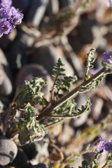 Phacelia crenulata ambigua