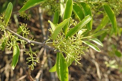 Struthanthus densiflorus