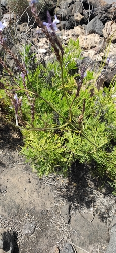 Lavandula canariensis subsp. lancerottensis image