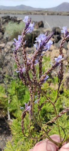 Lavandula canariensis subsp. lancerottensis image