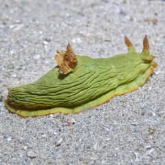 Tambja dracomus