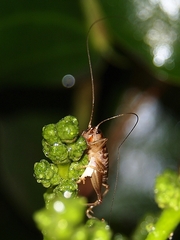 Hemiandrus maia