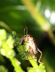 Hemiandrus maia