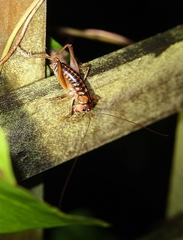 Hemiandrus maia