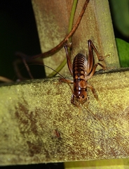 Hemiandrus maia