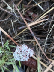 Lomatium geyeri