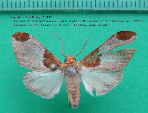 Ochrodota grisescens