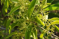 Struthanthus densiflorus