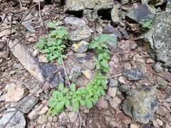 Cyphostemma lanigerum