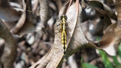 Acisoma attenboroughi