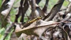 Acisoma attenboroughi