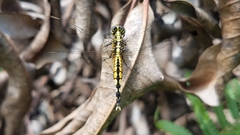 Acisoma attenboroughi