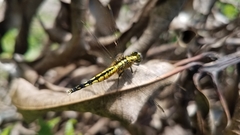 Acisoma attenboroughi