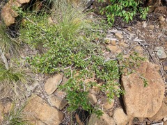 Ochna inermis