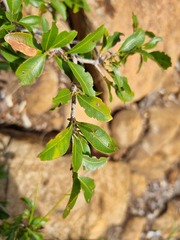 Ochna inermis