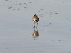 Charadrius alexandrinus