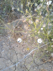 Convolvulus virgatus