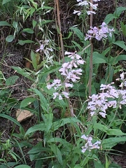 Penstemon brevisepalus