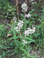 Penstemon brevisepalus