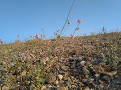 Tephrosia nubica