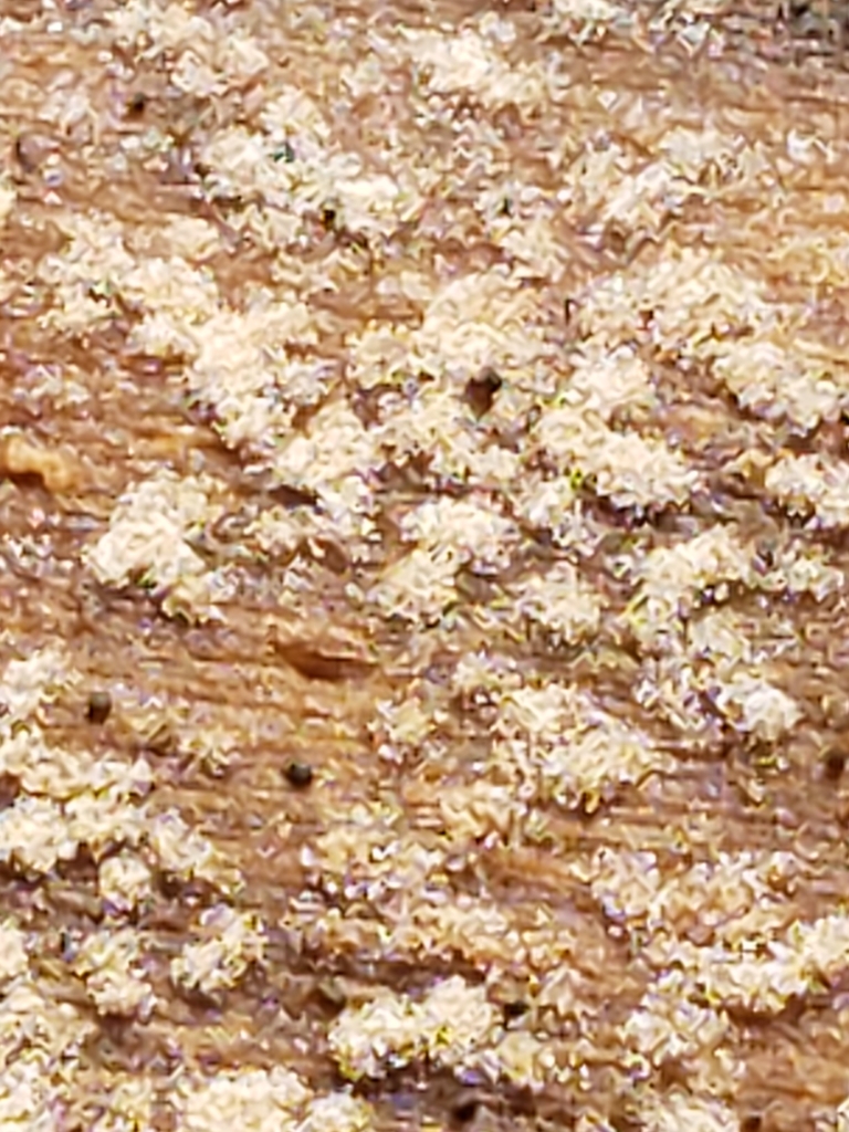 Oedocephalum