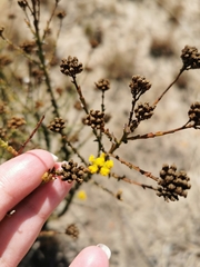 Marasmodes dummeri