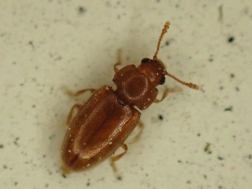 Cryptophilus integer, 2022-03-15