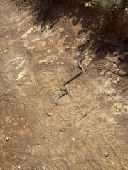 Pituophis catenifer pumilus