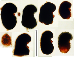 Xenosporium mirabile