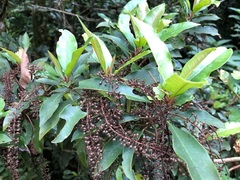 Quintinia sieberi
