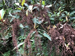 Quintinia sieberi