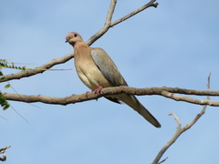 Streptopelia senegalensis