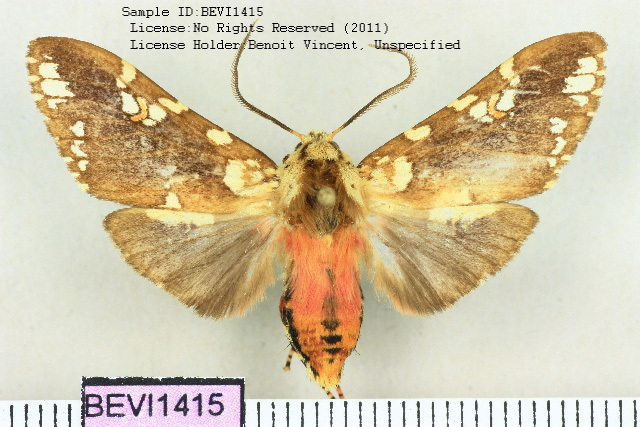 Pseudotessellarctia ursina