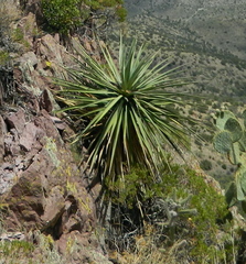 Yucca madrensis