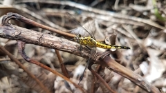 Acisoma attenboroughi