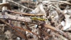 Acisoma attenboroughi