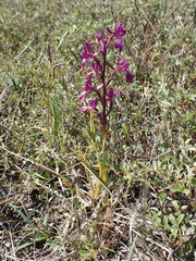 Anacamptis laxiflora