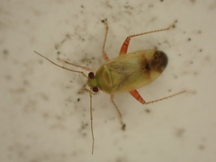 Micromimetus