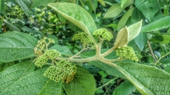 Callicarpa acuminata