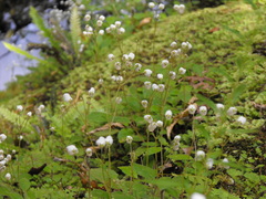 Jovellana sinclairii