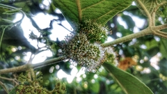 Callicarpa acuminata