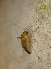 Micromimetus