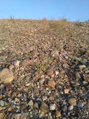 Tephrosia nubica