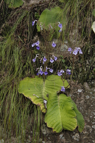 Streptocarpus eylesii image