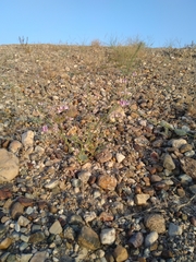Tephrosia nubica