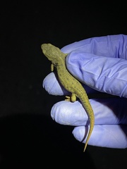 Notophthalmus meridionalis