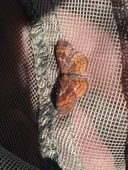 Leptostales rubromarginaria