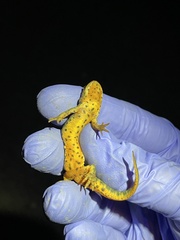 Notophthalmus meridionalis